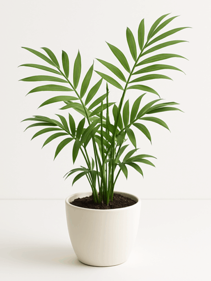 Χαμαιδωρέα (Chamaedorea elegans)