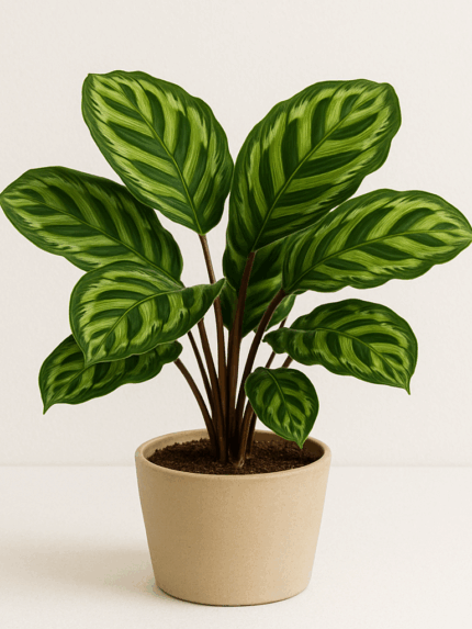 Καλαθέα (Calathea sp.)